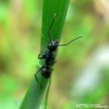  Ant Extract